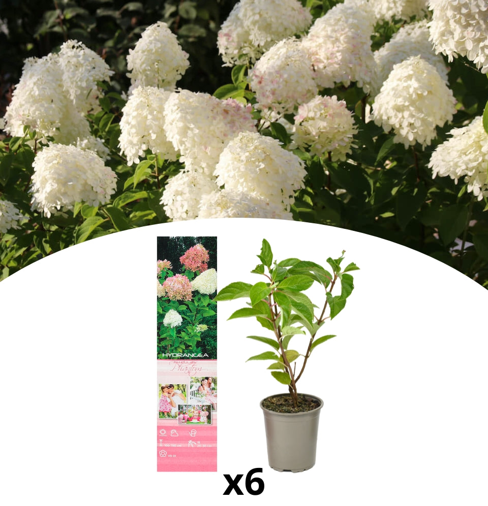 Conjunto de 6 hortênsias fantasmas em branco rosa