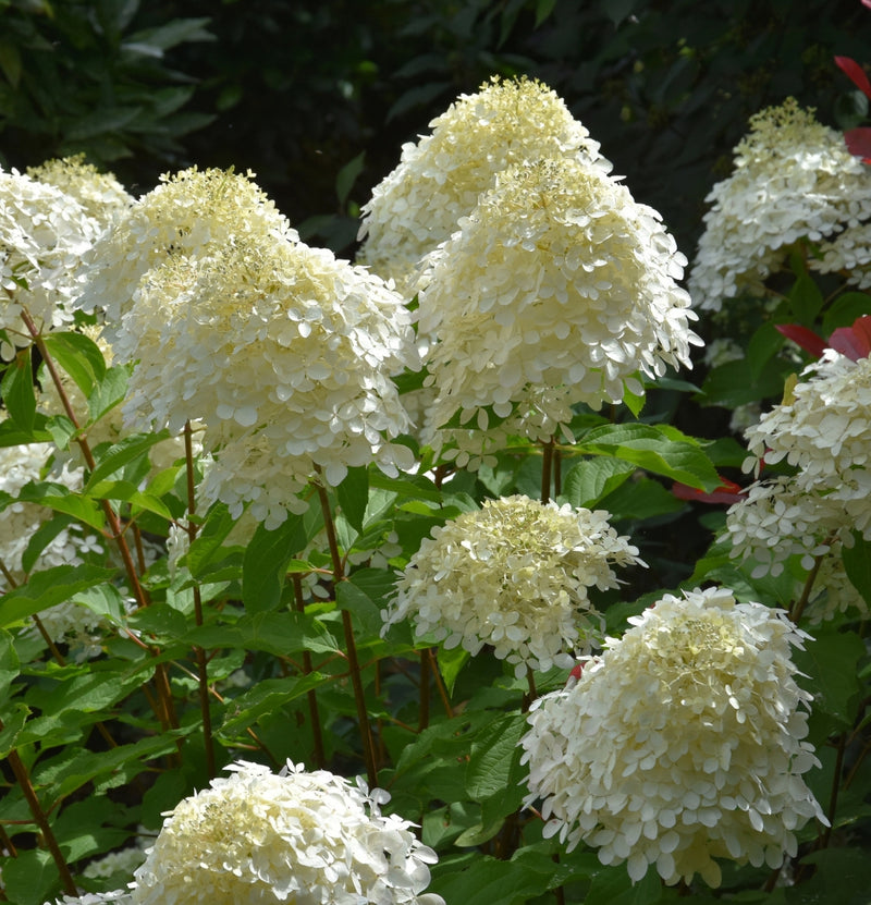 Conjunto de 6 hortênsias fantasmas em branco rosa