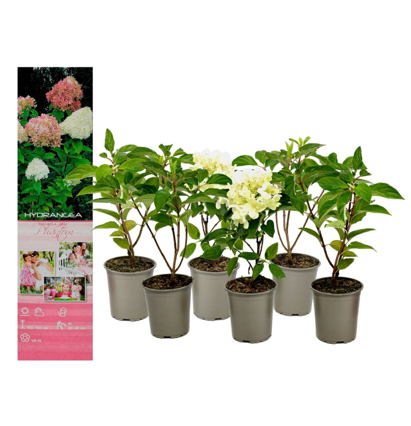 Conjunto de 6 hortênsias fantasmas em branco rosa