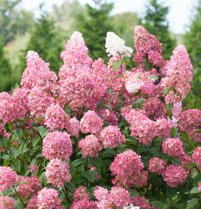 Set of 6 Pink Diamond hydrangeas in pink