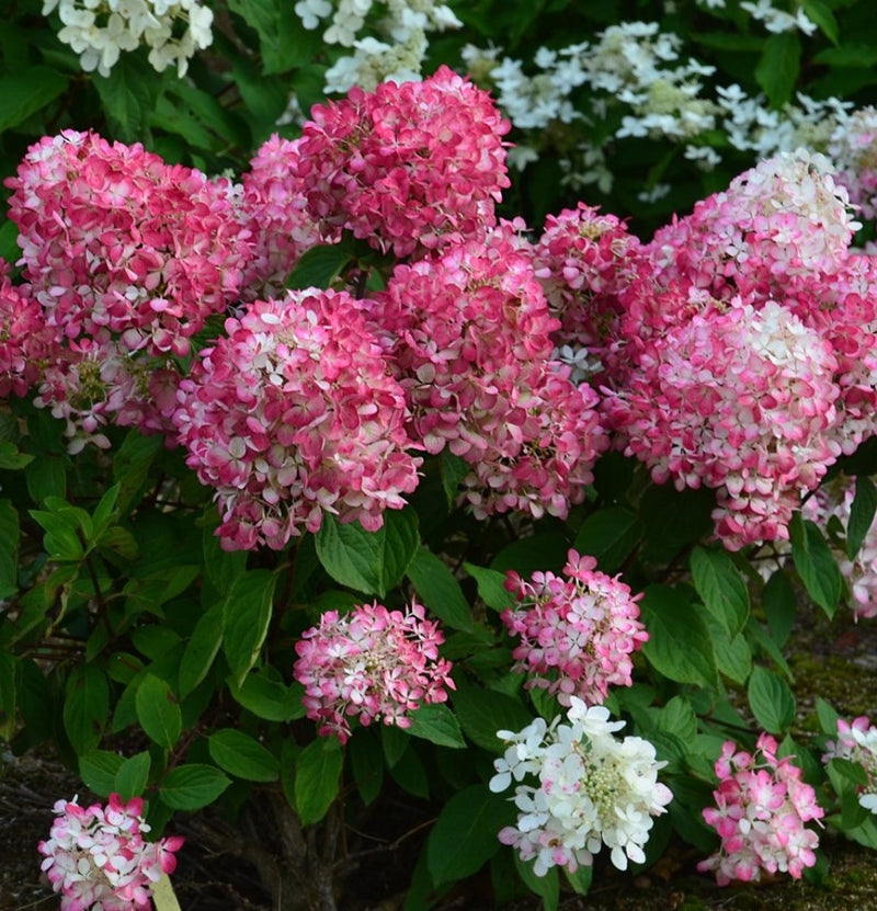 Set of 6 Pink Diamond hydrangeas in pink