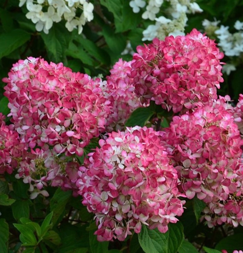 Set of 6 Pink Diamond hydrangeas in pink