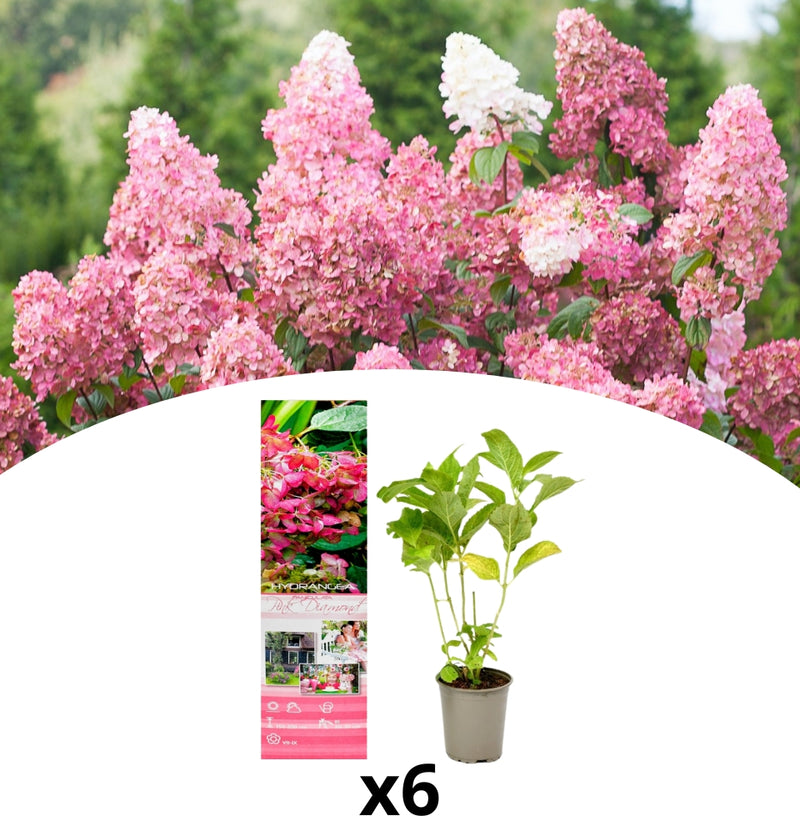 NatureNest - Set van 6 Pink Diamond hortensia's in roze