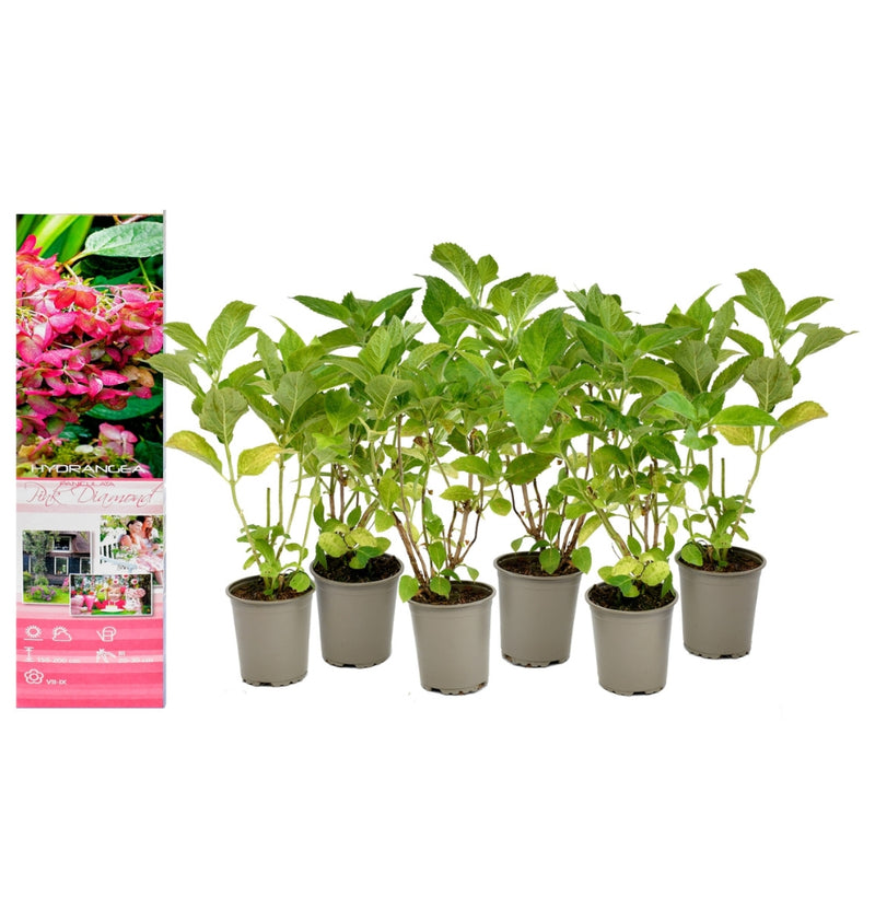 Set de 6 hortensias Pink Diamond en color rosa