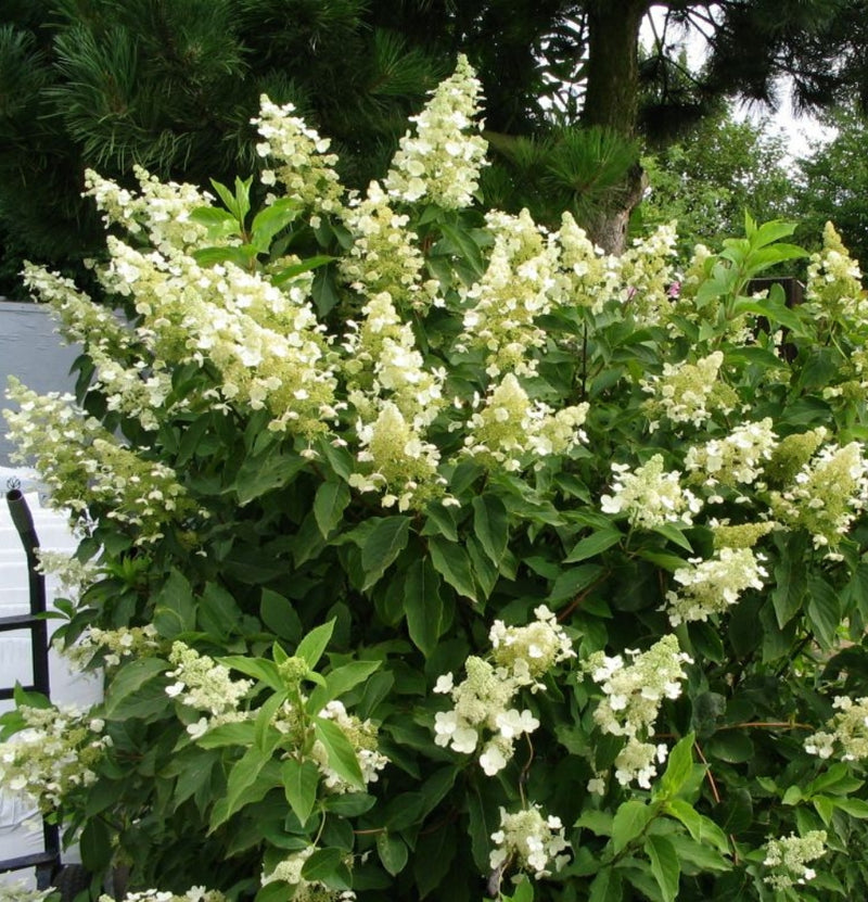 Defina van 6 Kyushu Hortensia com inteligência