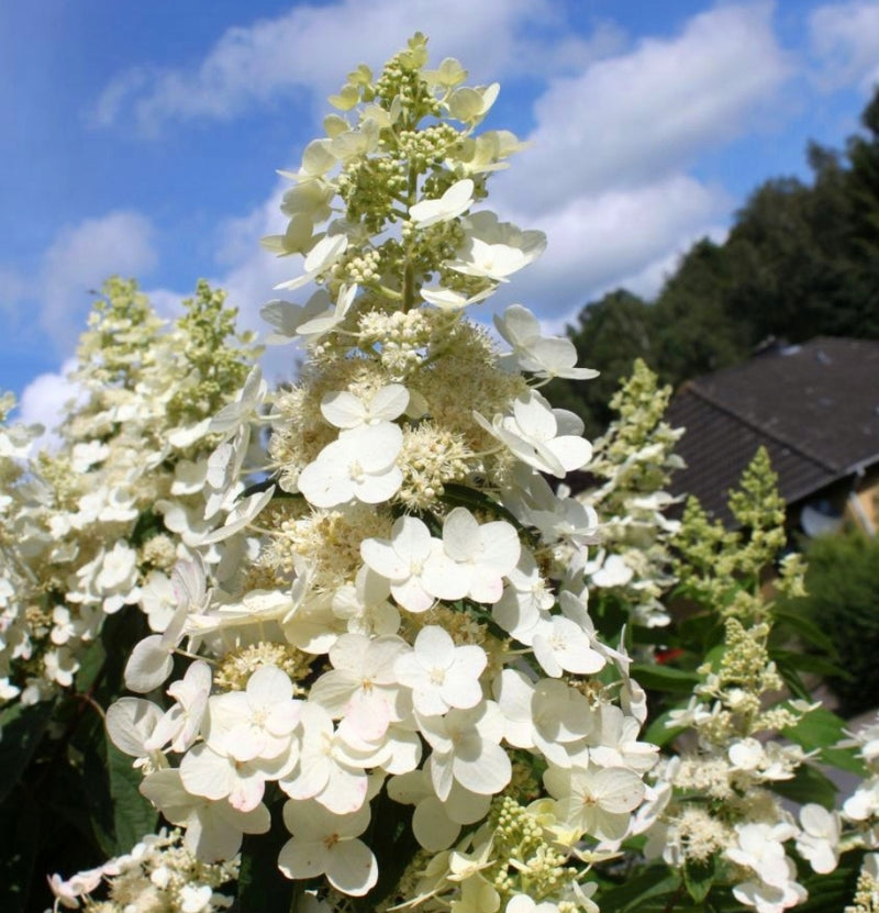 Defina van 6 Kyushu Hortensia com inteligência