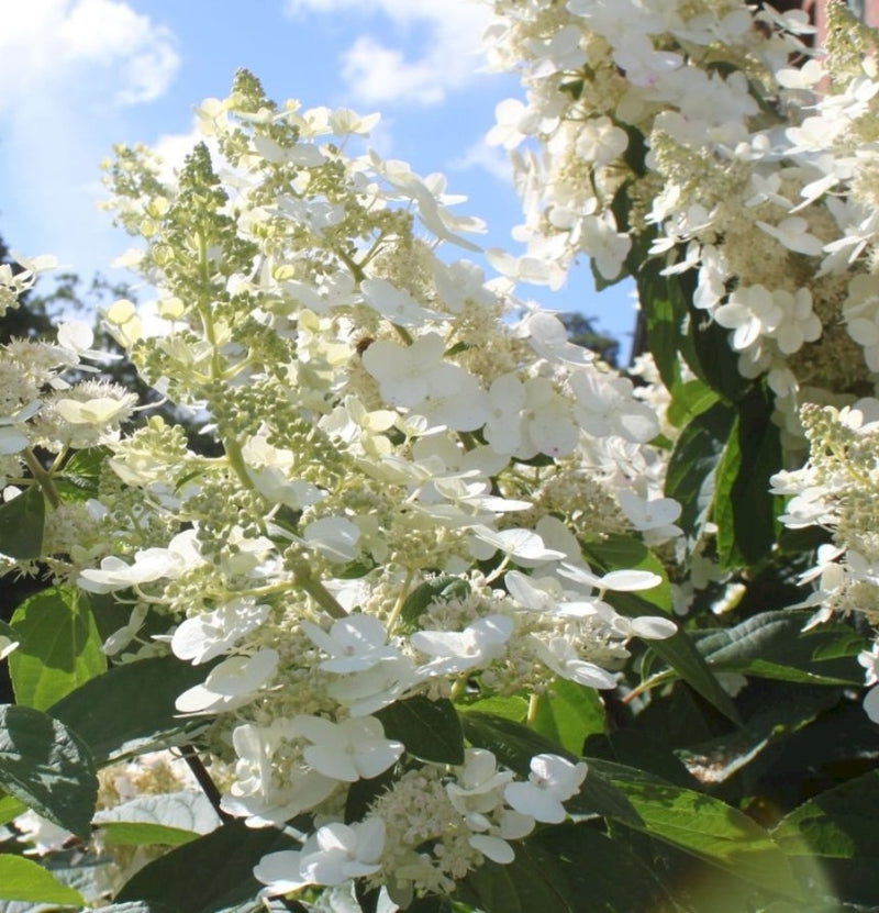 Set aus 3 Kyushu Hortensias mit Witz