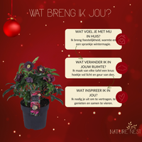 Set of 3 Christmas Rose Specials mix | 3x Helleborus Orientalis | 15 cm Ø | 25 cm ↕