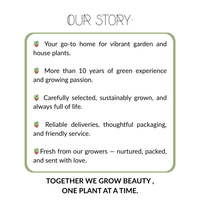 NatureNest | Kruiptijm Coccineus set van 3 | Thymus praecox 'Coccineus' | Bodembedekkende vaste plant