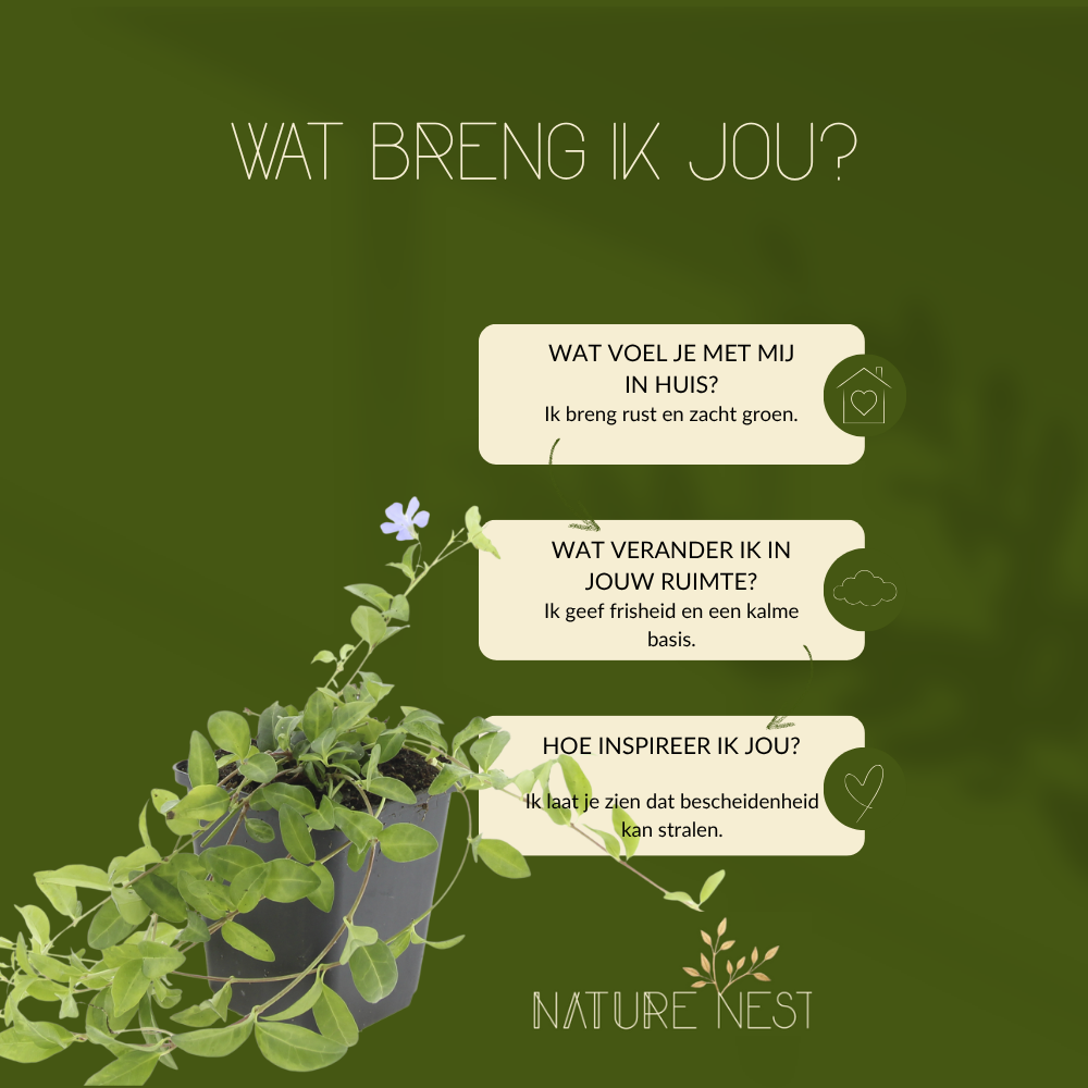 3 Blauwe Maagdenpalm planten | Vinca minor | Tuinplanten | Planten