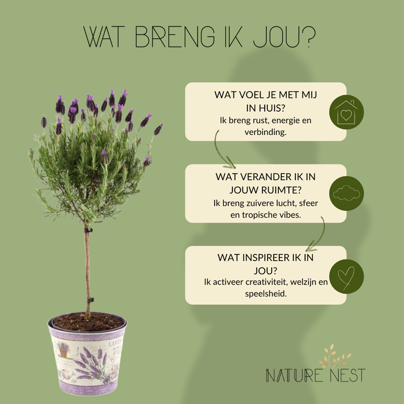 Set van 2 Franse lavendel op stam in sierpot 'Deluxe' | 2 x Ø15 cm - ↕50 cm