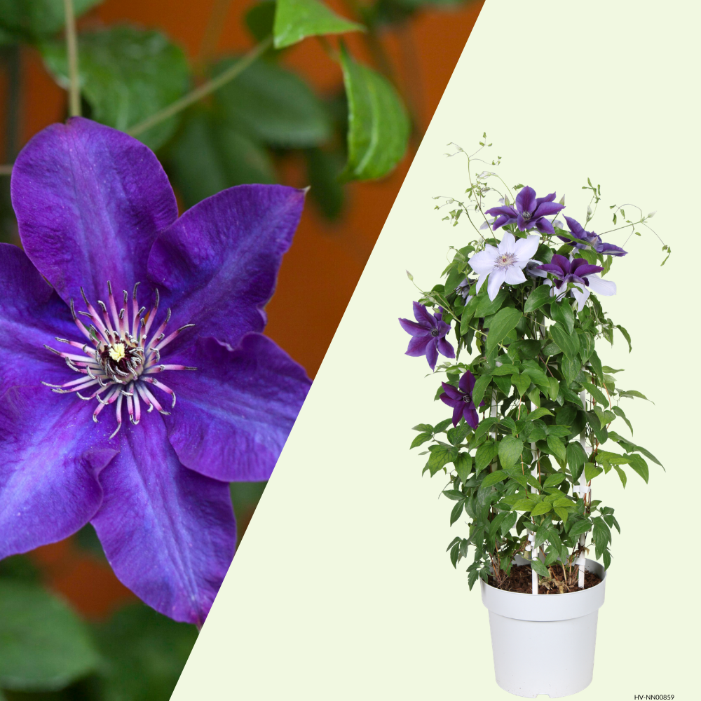 1 Clematis blauw ‘Clematis’ Ø23 cm ↕80 cm