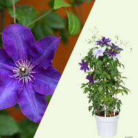 1 Clematis blauw ‘Clematis’ Ø23 cm ↕80 cm