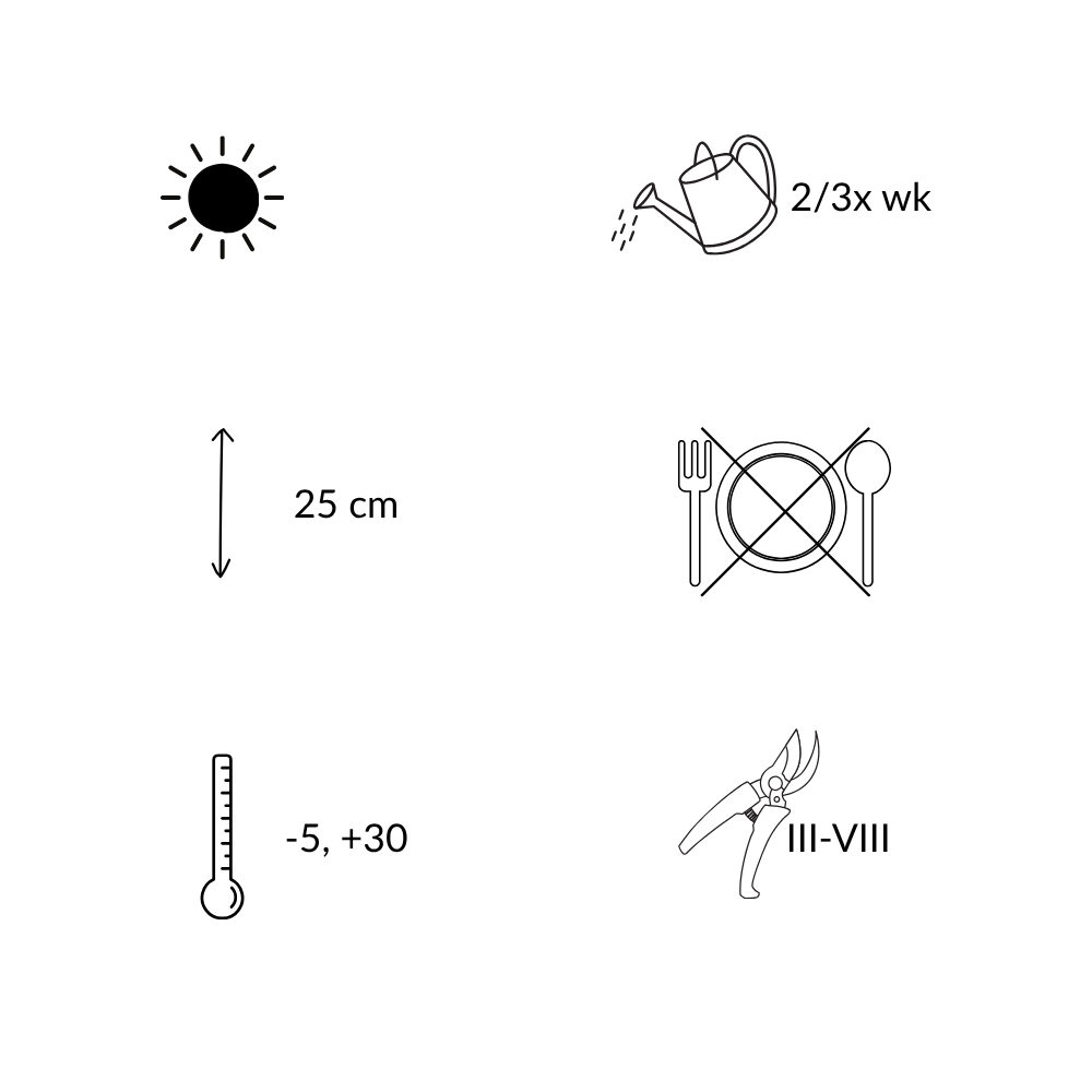 Set of 3 Mountain Tea Plants | 3x Gaultheria procumbens Big Berry Ø 12 cm ↕ 20 cm
