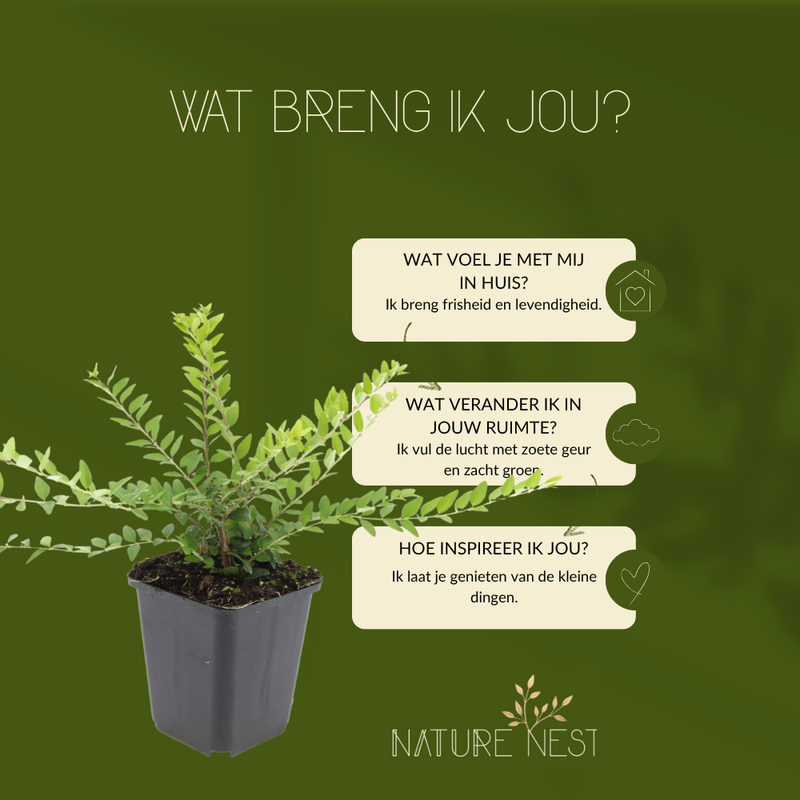 3 Struikkamperfoelie planten | Lonicera nitida 'Maigrün' | Tuinplanten | Planten