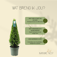 Ilex Crenata 'Jenny'