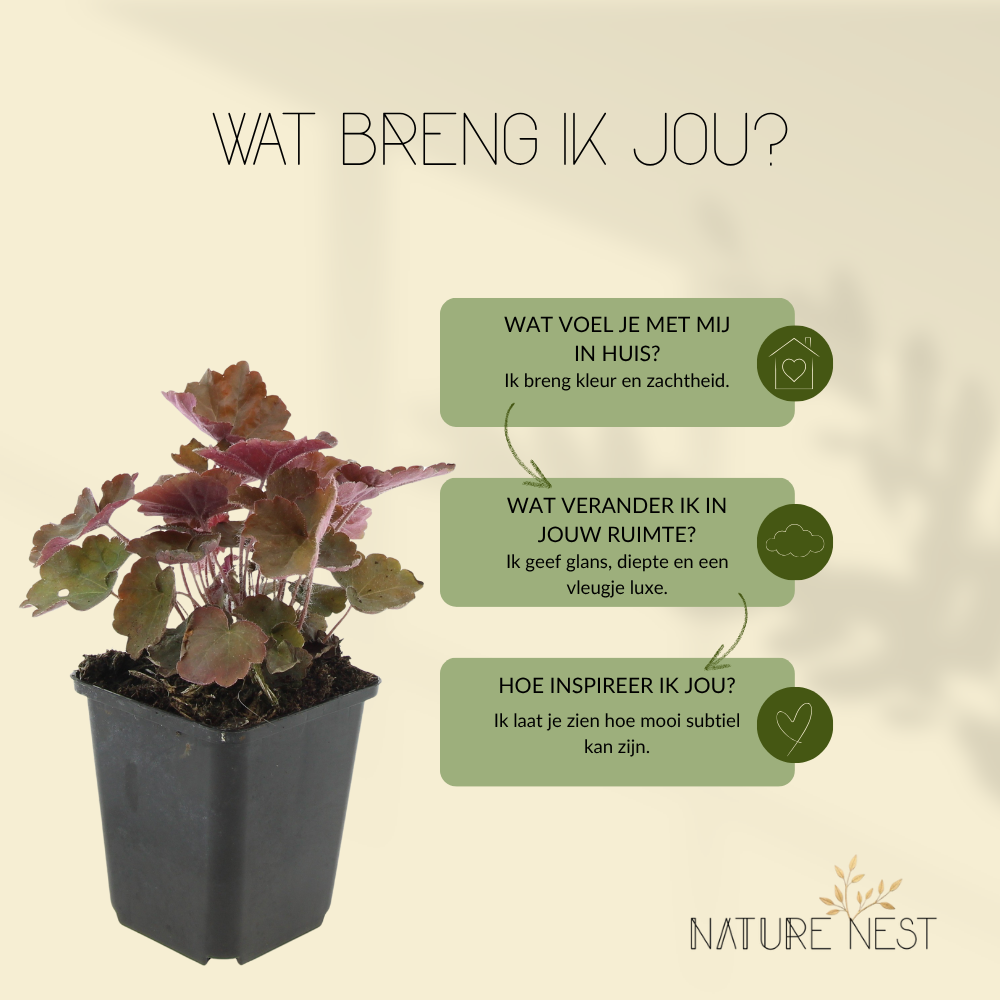 12 Purperklokjes Planten | Heuchera micrantha 'Palace Purple' | Tuinplanten