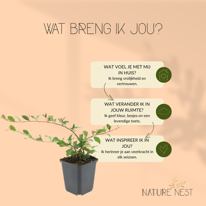 6 Dwergmispel Planten | Cotoneaster dammeri | Tuinplanten | Planten