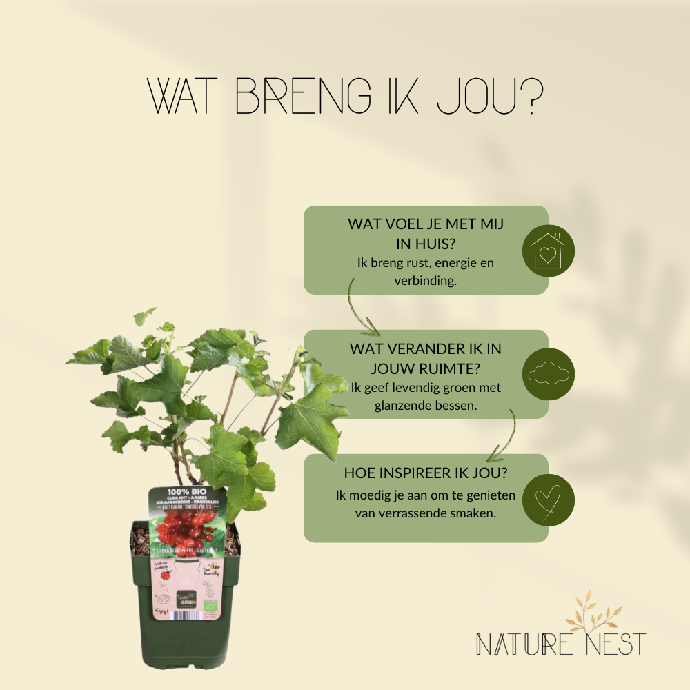 3 Kruisbessenplanten | 100% Biologische Fruitplanten | Kruisbessen