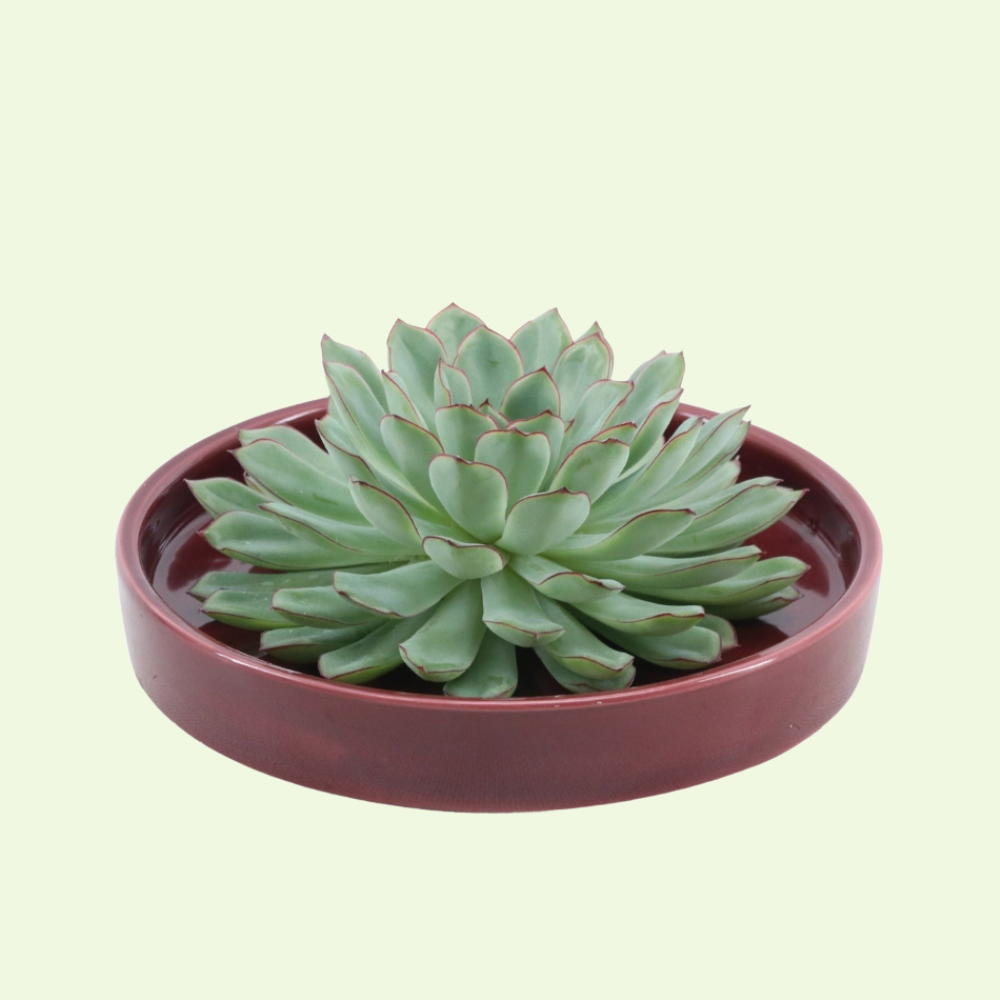 1 Succulent ‘Echeveria Pulidonis’ Ø12–14 cm ↕5 cm