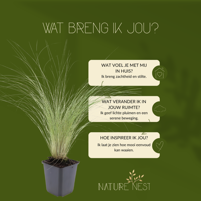 3 Federgras planten | Stipa tenuissima 'Ponytails' | Tuinplanten | Planten