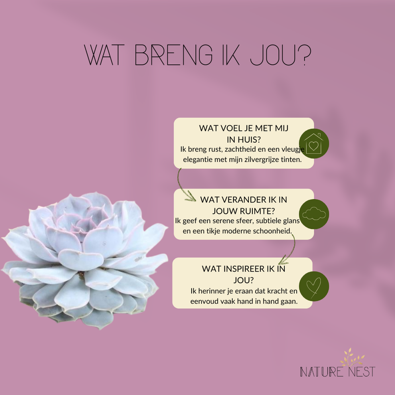 Echte Succulent Lila in Concrete keramiek schaal - Ø12-14 cm ↕5 cm - 1x Echeveria Lilacina| vetplant