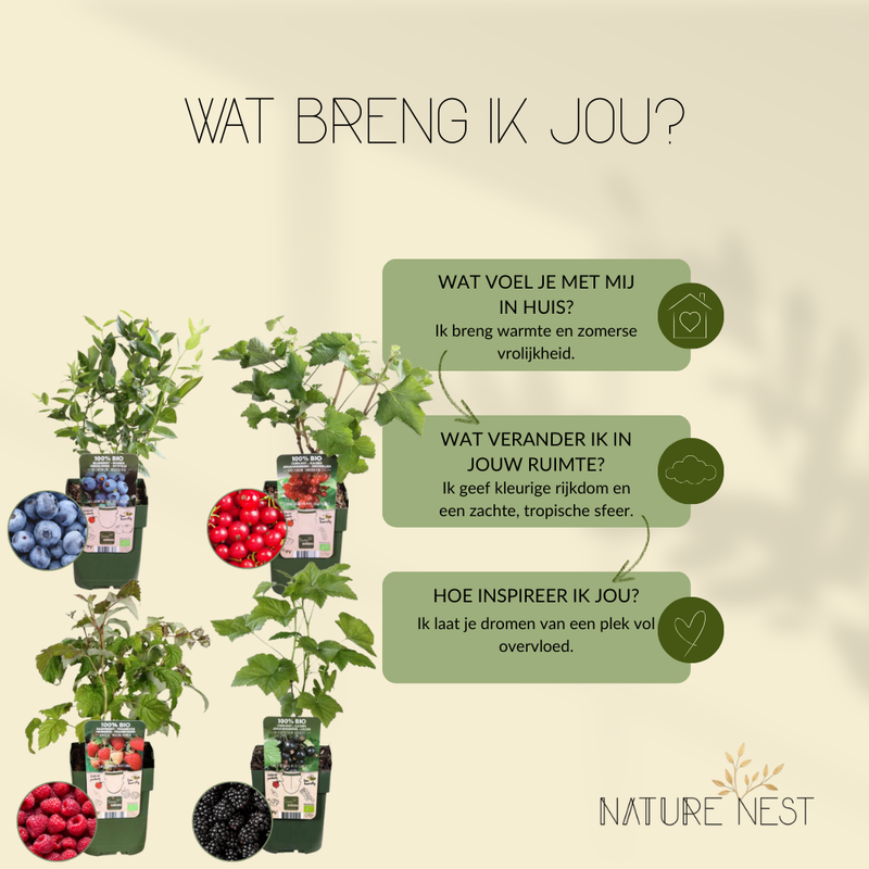 "Vruchtenparadijs" BIO Fruitplanten mix set van 4 verschillende soorten | 100% Biologisch gekweekt