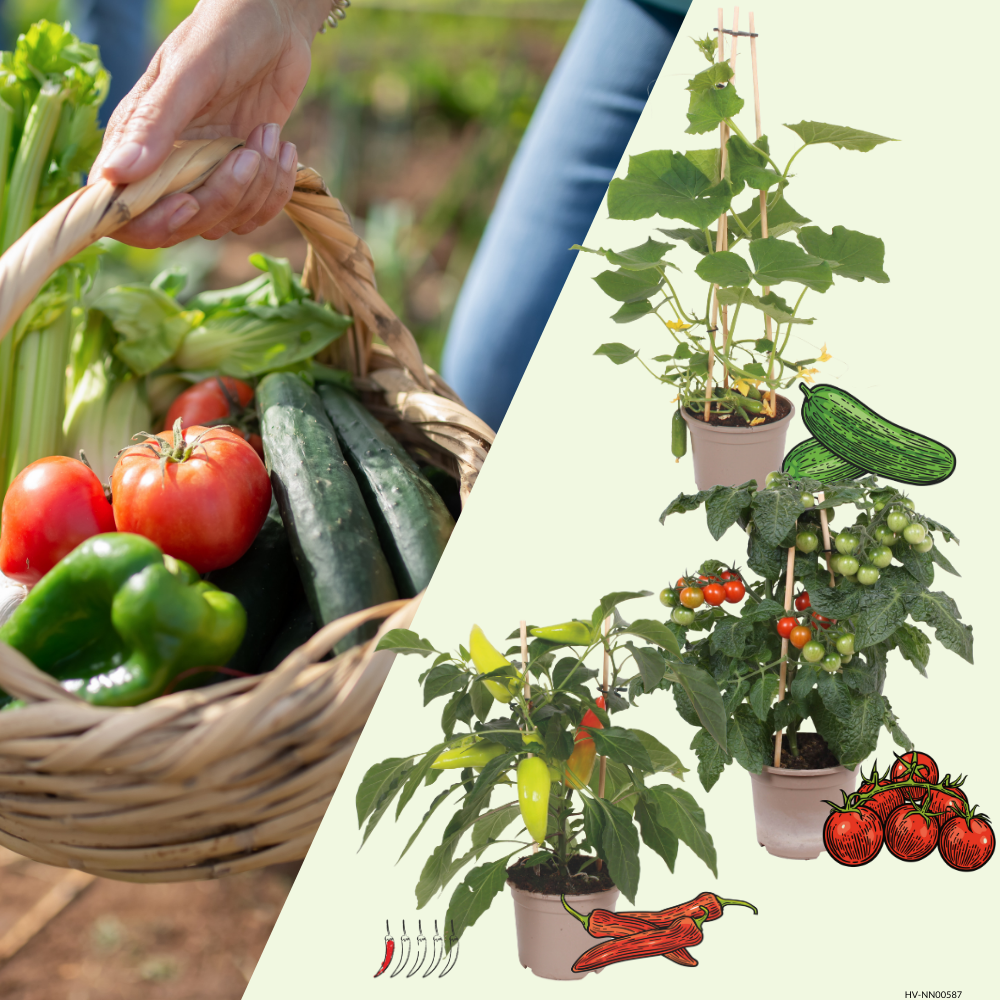 3 BIO groente planten 'Mild & Makkelijk' Ø14 cm ↕40 cm