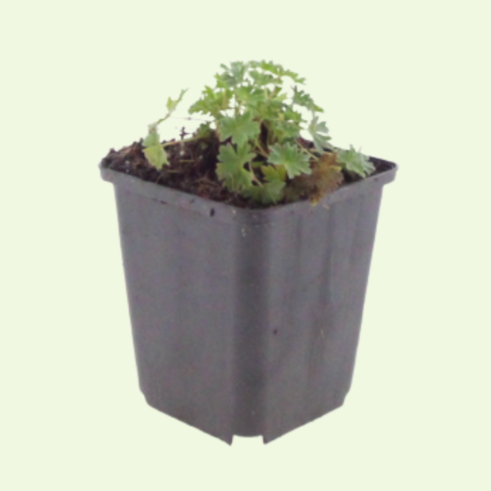 3 Ooievaarsbek ‘Geranium cinereum Ballerina’ Ø9 cm ↕15 cm
