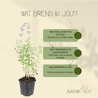 3 kattenkruid planten | Nepeta 'Walker's Low' | Tuinplanten | Planten