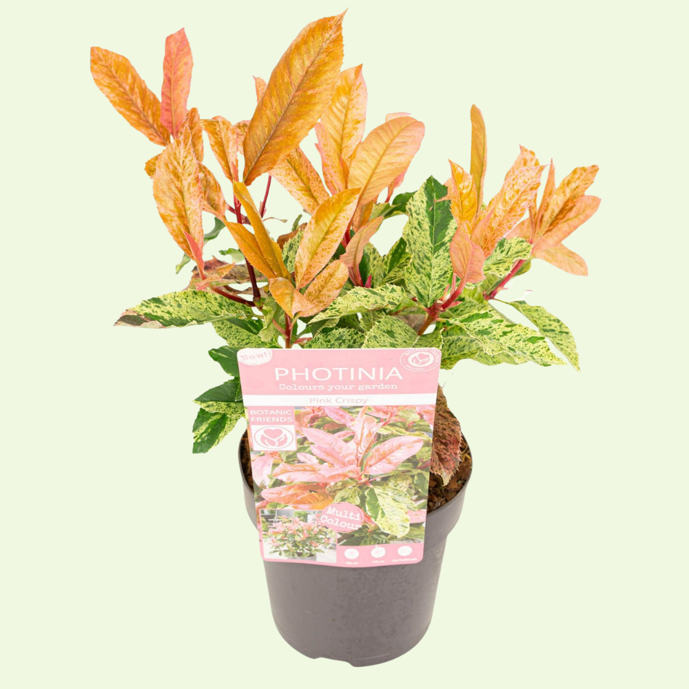 Photinia serratifolia Pink Crispy (Glansmispel Pink Crispy) Set van 3, wintergroene heester