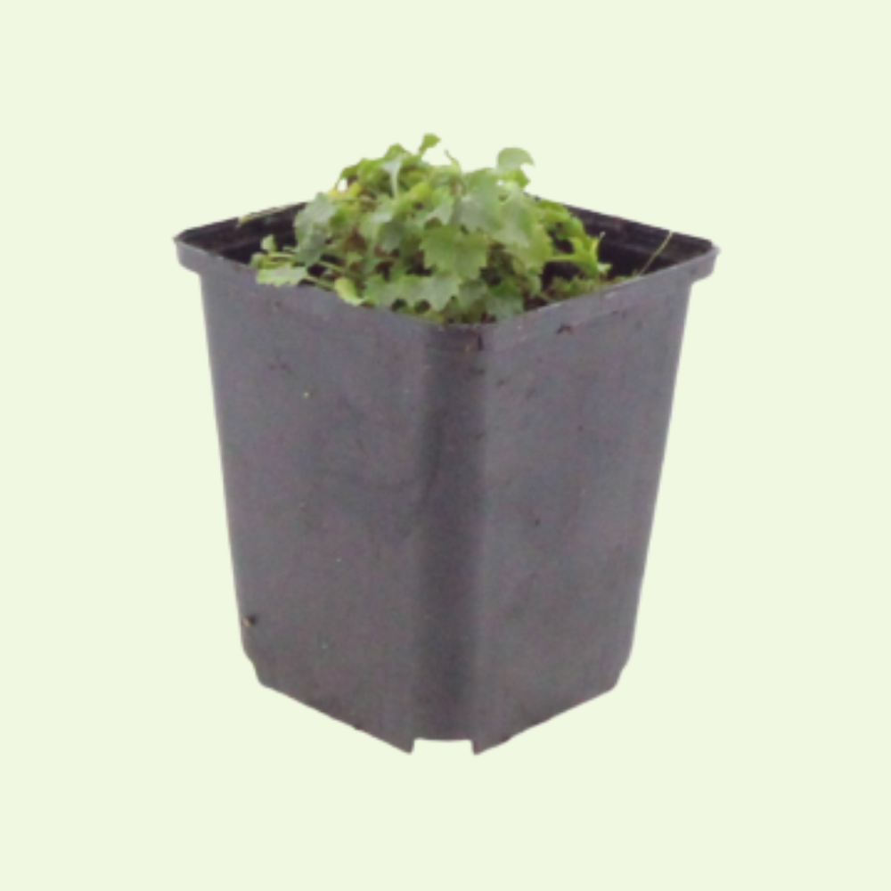 3  Dalmatiëklokje ‘Campanula portenschlagiana’ Ø9 cm ↕15 cm