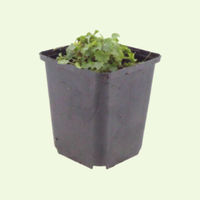 3  Dalmatiëklokje ‘Campanula portenschlagiana’ Ø9 cm ↕15 cm