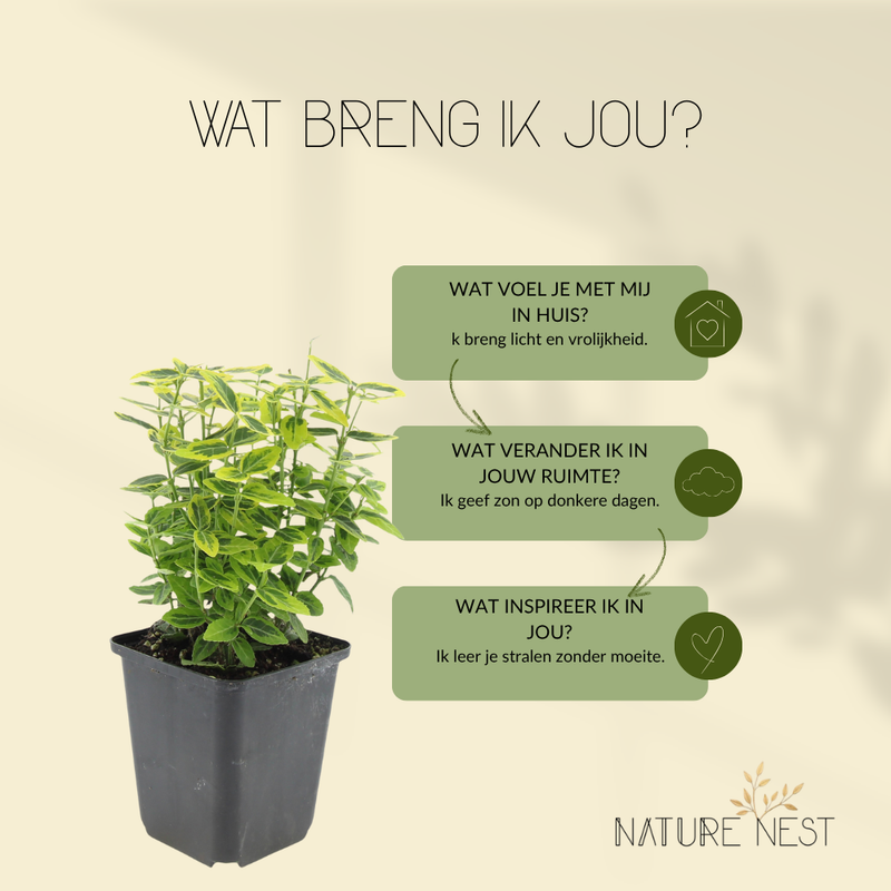 6 Gele Kardinaalsmuts Planten | Euonymus 'Emerald 'n Gold' | Tuinplanten | Planten