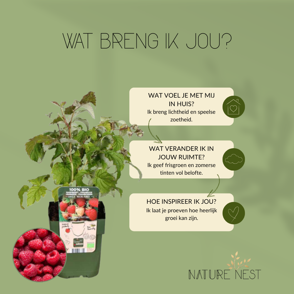 3 Frambozenplanten | 100% Biologische fruitplanten | frambozen | tuinplanten