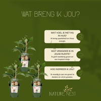 3 Kiwi Planten | 100% Biologische Fruitplanten | Kiwi Bessen | Tuinplanten