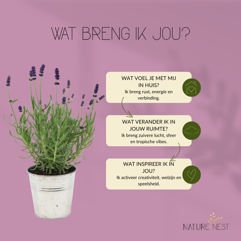 Set van 3 echte lavendelplanten in sierpot 'Deluxe' | 3 x Ø12 cm - ↕25 cm