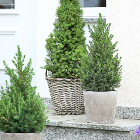 Weihnachtsbaum Picea Conica mit Winterlight-Ski-Beleuchtung im Xmas Bag Red