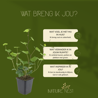 3 Atlantische Klimopplanten | Hedera Hibernica | Tuinplanten | Planten