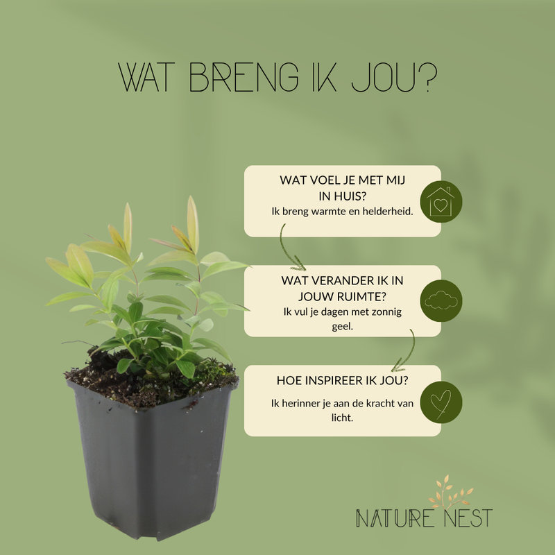 6 Sint-Janskruid Planten | Hypericum calycinum | Tuinplanten | Planten