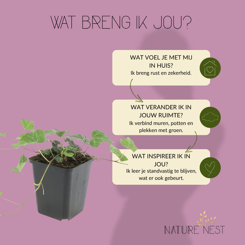 12 Klimopplanten | Hedera helix 'Glacier' | Tuinplanten | Planten