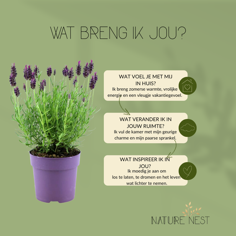 Set van 6 Franse lavendel planten | 6 x Ø12 cm ↕25 cm | Lavandula stoechas Anouk