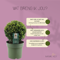 Ilex Crenata 'Jenny'