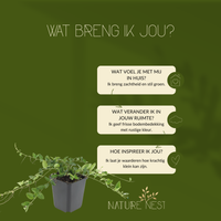 Vinca Minor (Maagdenpalm) Mix