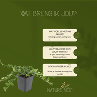 12 Paarse Maagdenpalm planten | Vinca minor 'Atropurpurea' | Tuinplanten | Planten