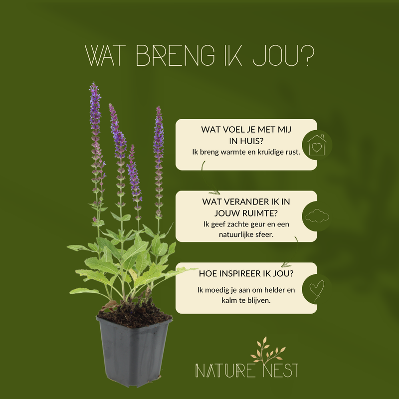 3 Salie planten | Salvia nemorosa 'Ostfriesland' | Tuinplanten | Planten