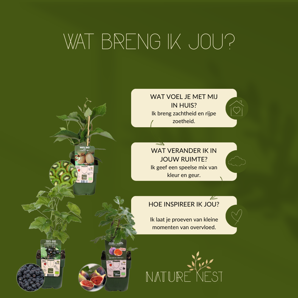 Bio Fruitplanten Mix 'Zoete Oogst' (3 stuks)