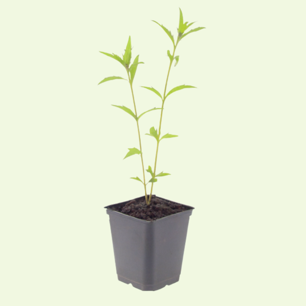 3 Zomeraster ‘Kalimeris incisa Blue Star’ Ø9 cm ↕15 cm