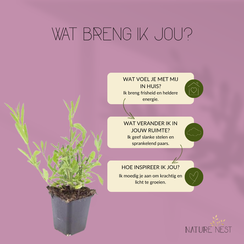 3 Ijzerhard planten | Verbena bonariensis | Tuinplanten | Planten