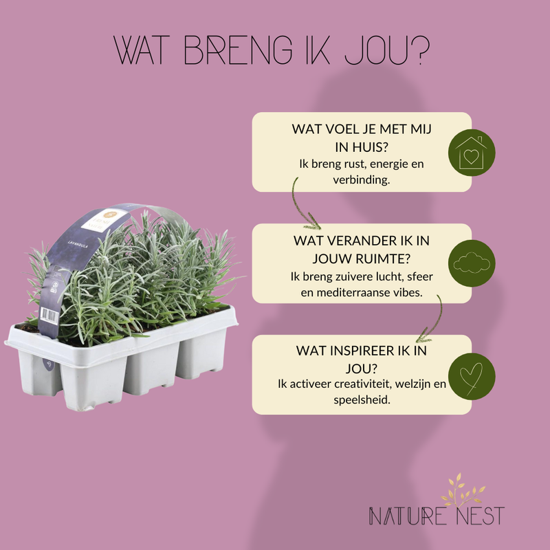 6 Blauwe Lavendelplanten | 6 x Ø7 cm - ↕15 cm | Lavendelplant winterhard | Planten